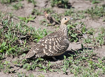 THE YELLOW-THROATED SANDGROUSE